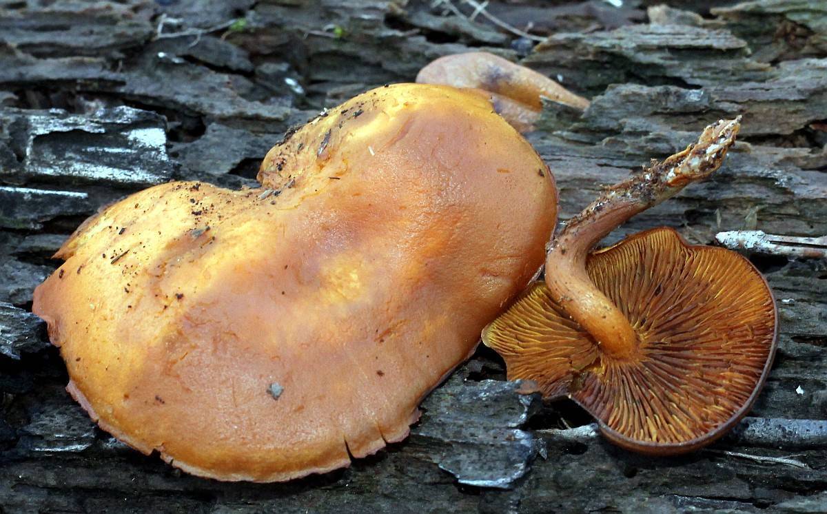 Гриб огневка (gymnopilus sapineus) или гимнопил сосновый (gymnopilus hybridus): фото и описание