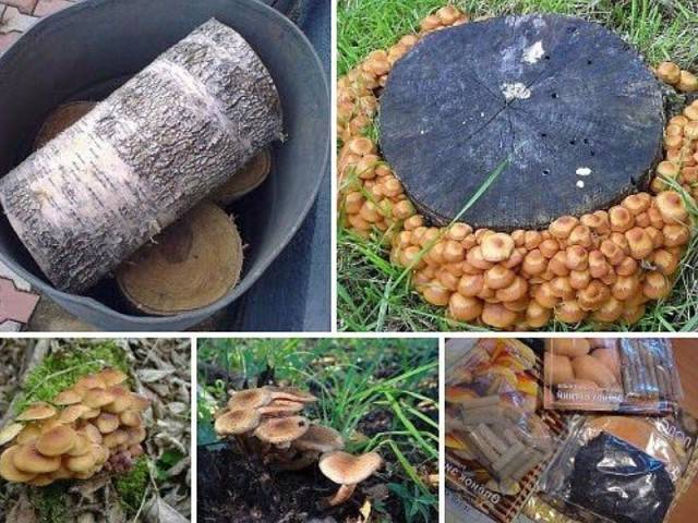 Какие грибы можно вырастить на даче и как это делать