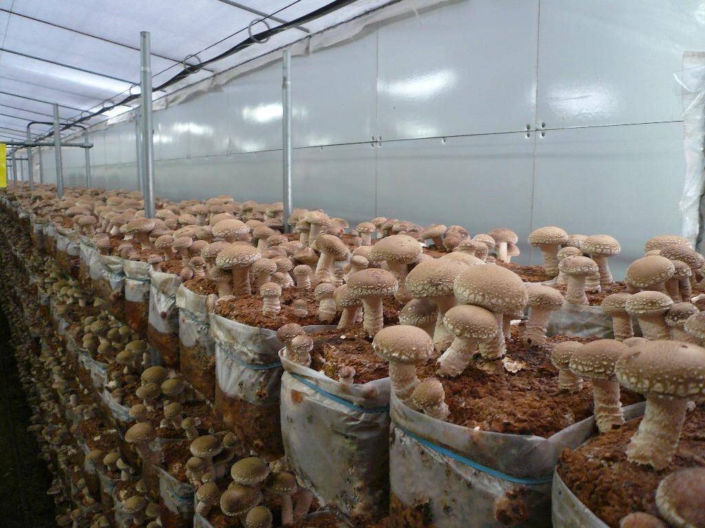 Выращивание грибов в домашних условиях: главные особенности