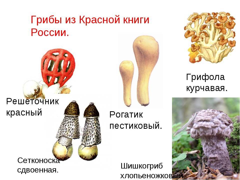 Самые необычные грибы, которые можно встретить в россии