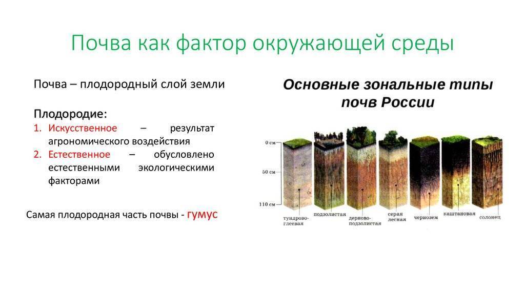 Грибы крыма — растущие съедобные с фотографиями и ядовитые