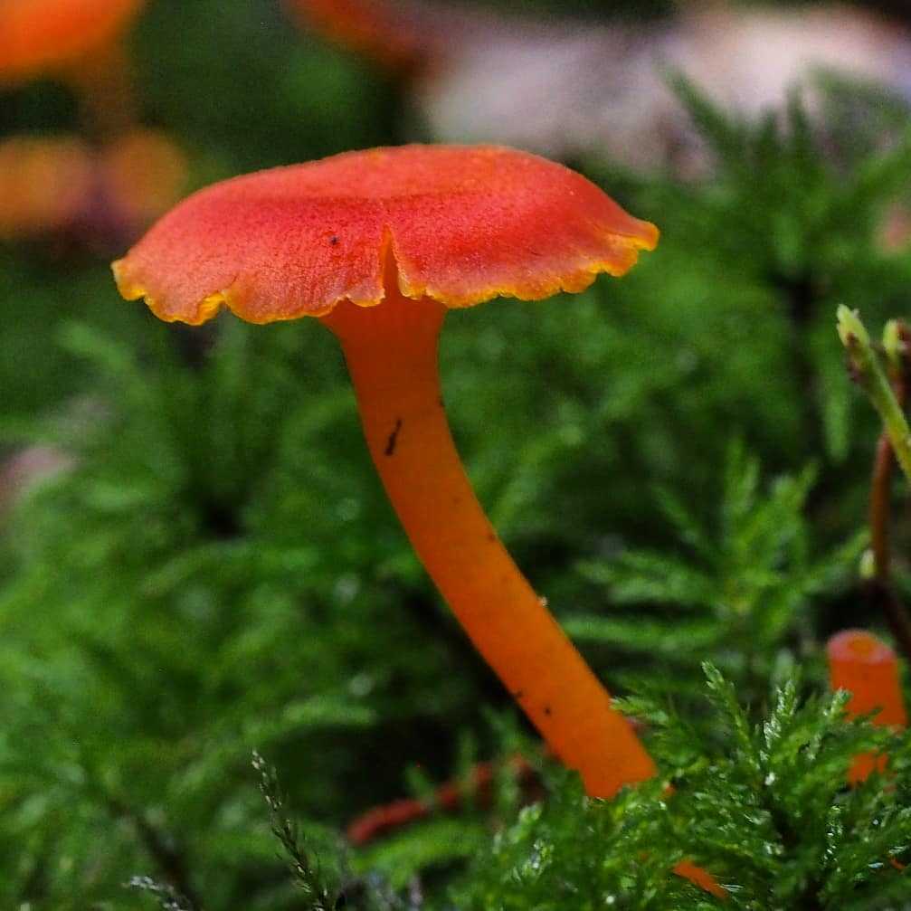 Гриб решеточник красный (clathrus ruber): чуда из красной книги