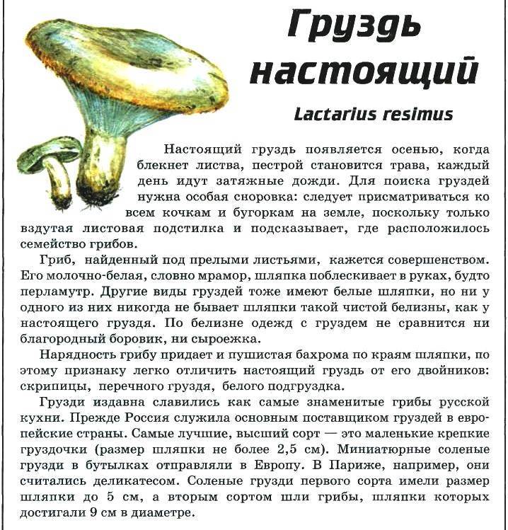 Млечник серо-розовый или груздь несъедобный имеет запах ржавчины
