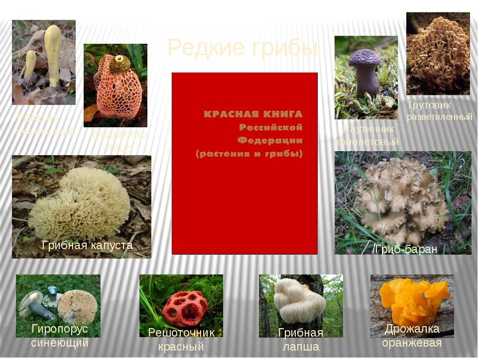 В заповеднике коми нашли редкие грибы « бнк