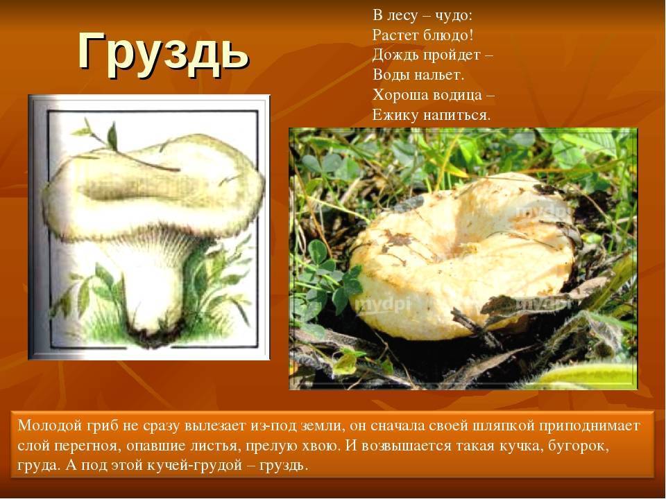 Млечники
