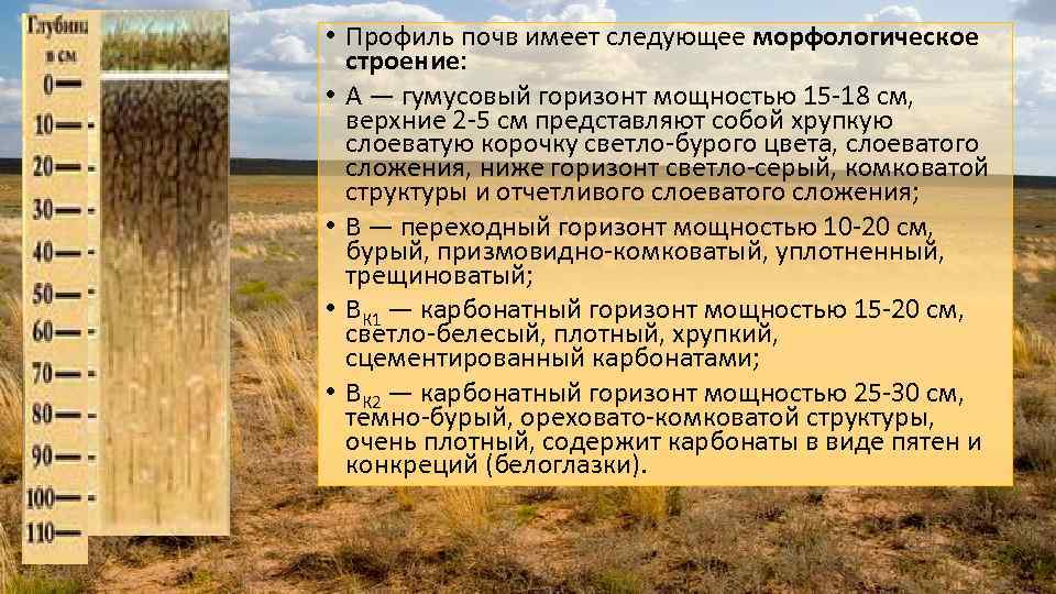 Arabidopsis arenosa (l.) lawalreeописание таксона