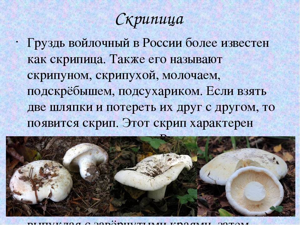 Гиродон сизоватый (подольшаник): где растет, как выглядит, можно ли есть, правила сбора