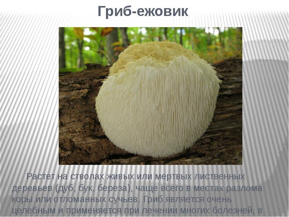 Топ-10 лучших грибов на зиму в банку