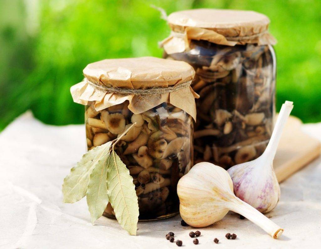 Грибные супы из рыжиков: фото и рецепты, как приготовить вкусные первые блюда