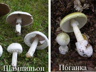 Бледная поганка и шампиньон: сходство и различие, как отличить, фото