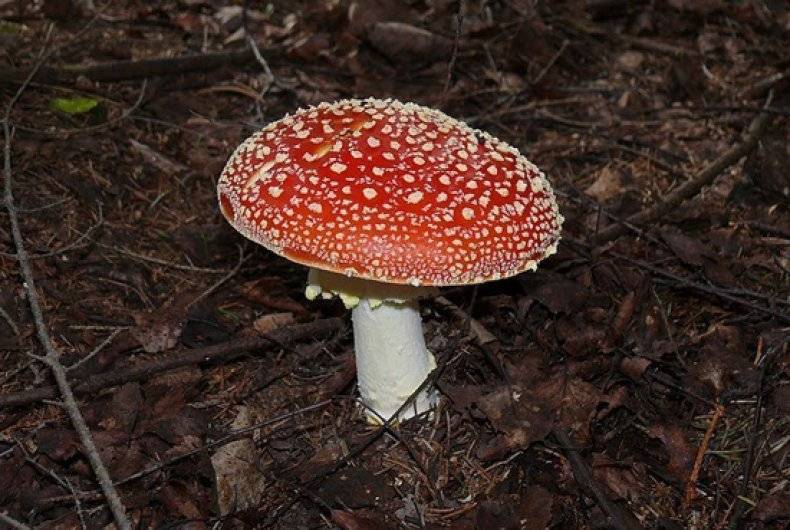 Гриб мухомор съедобный (amanita): где растет, виды, фото