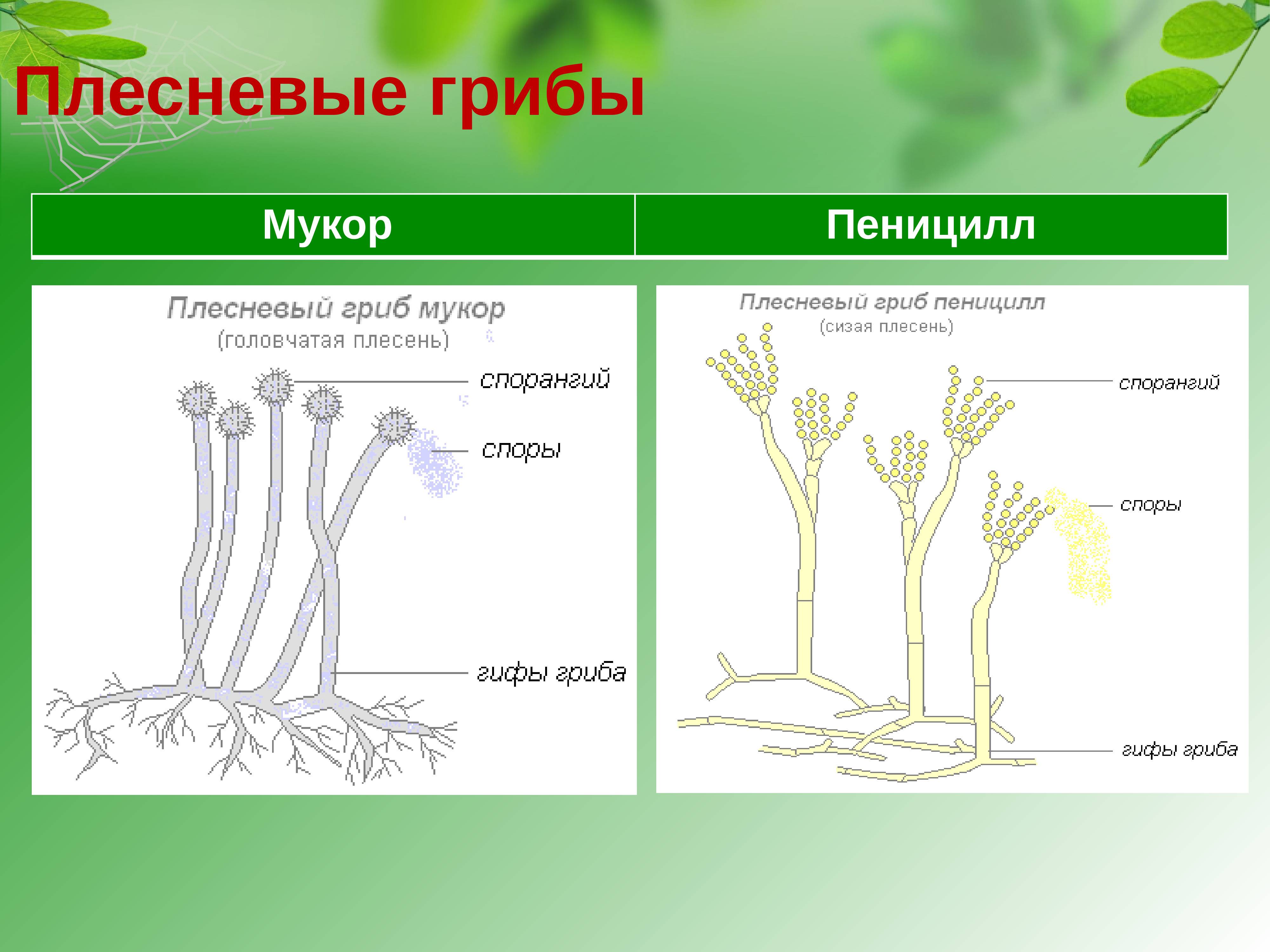 Условно-съедобные грибы - названия с фото и описание | список условно-съедобных грибов