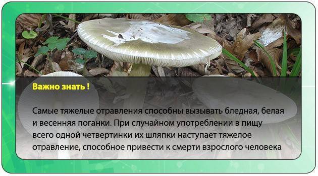 Можно ли отравиться потрогав бледную поганку. бледная поганка – как не отравиться смертельным ядом