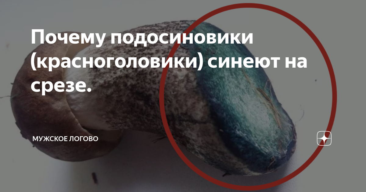 Подосиновик красный - гриб полезные свойства, как собирать, хранить и готовит. фото и видео.