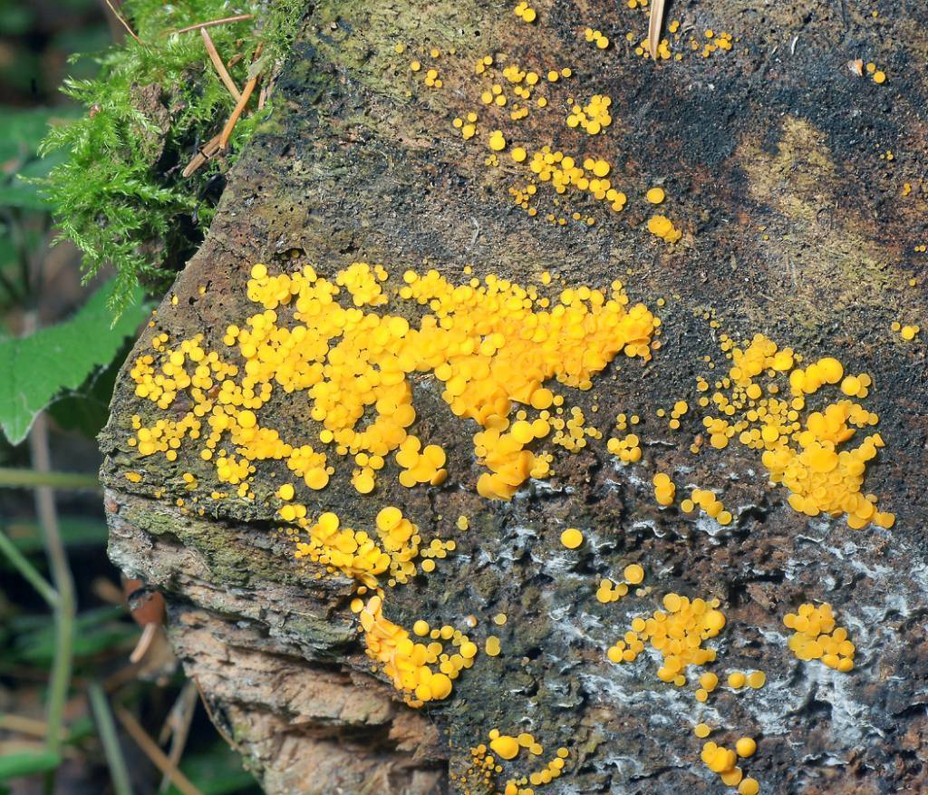 Bisporella citrina - wikipediam.org