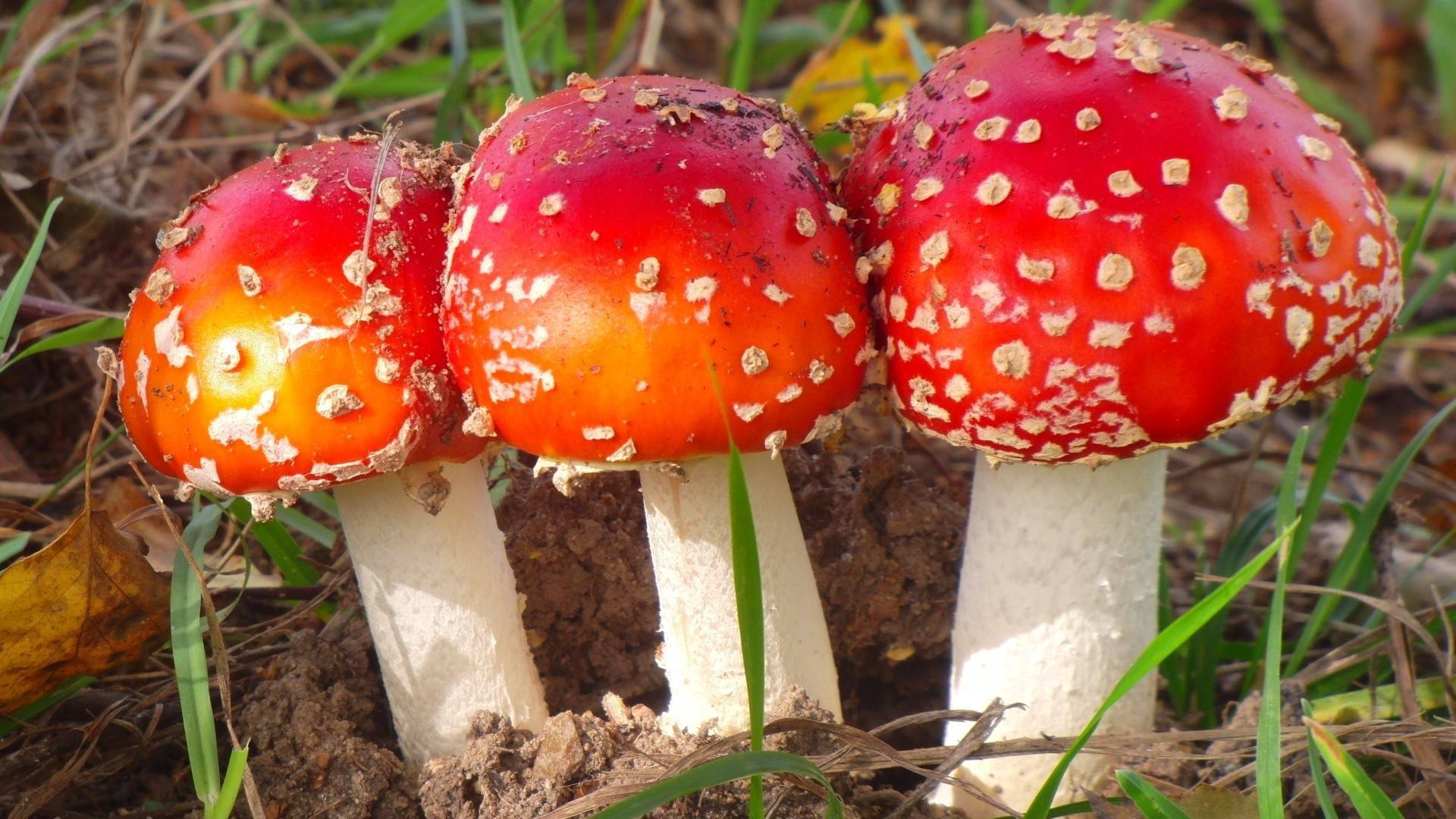 Мухомор – описание, виды, свойства, применение, фото