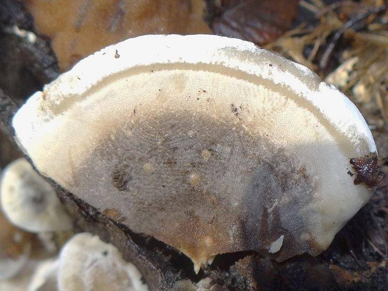 Трутовик березовый (березовая губка, fomitopsis betulina): как выглядит, где и как растет, съедобный или нет