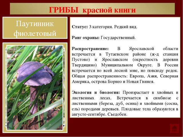 10 самых причудливых, редких и необычных грибов - topcafe.su
- 31 августа
- 43530355130 - медиаплатформа миртесен