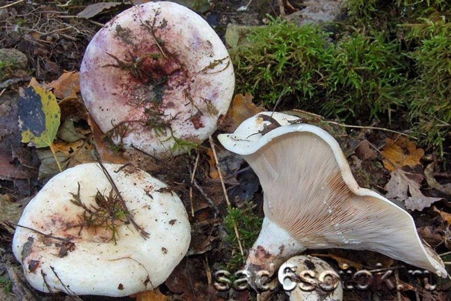 Гриб дубовник фото, описание, где растет и когда собирать.