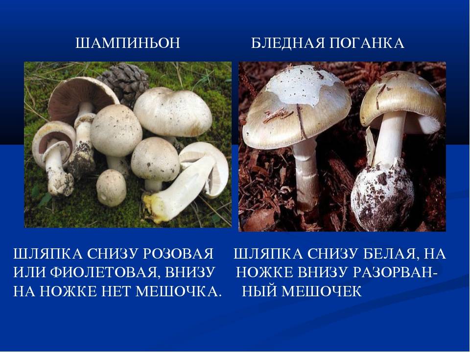 Сходство бледной поганки и шампиньона, чем шампиньон отличается от бледной поганки