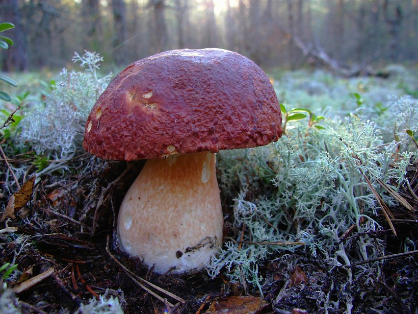 Белый гриб: лечебные и опасные свойства | food and health