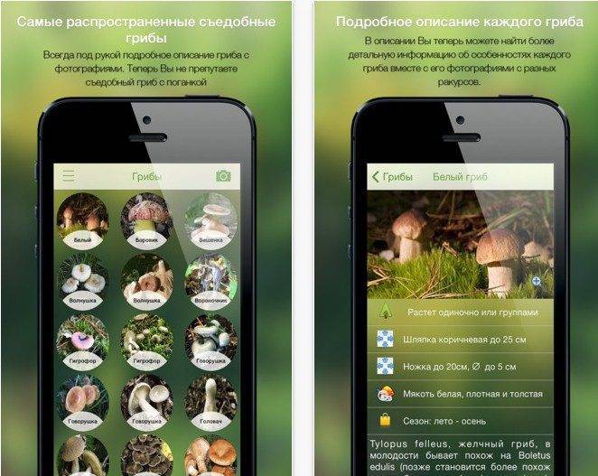 Как определить гриб по фото - приложения для распознавания грибов